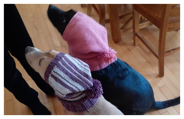 Knit Dog Hood Free Knitting Pattern