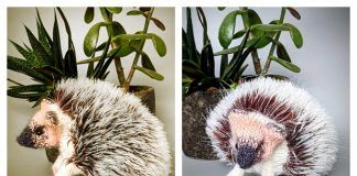 Furry Hedgehog Free Knitting Pattern
